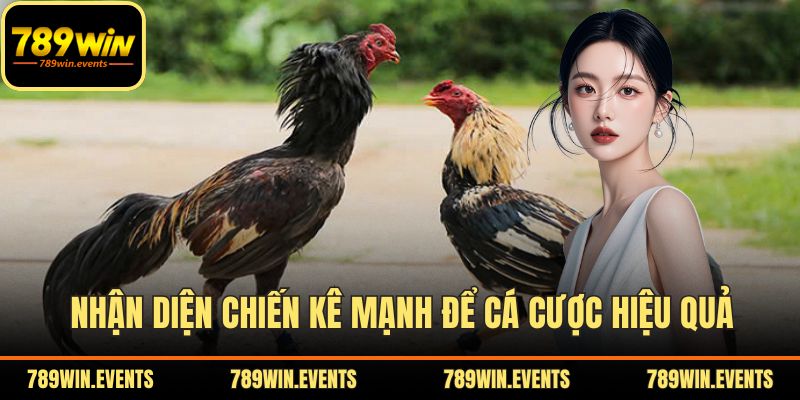 Nhận diện chiến kê mạnh để cá cược hiệu quả