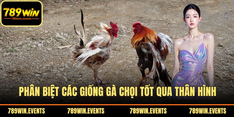 Phân biệt các giống gà chọi tốt qua thân hình
