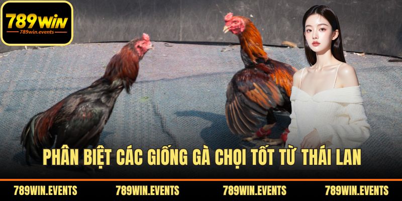 Phân biệt các giống gà chọi tốt từ Thái Lan